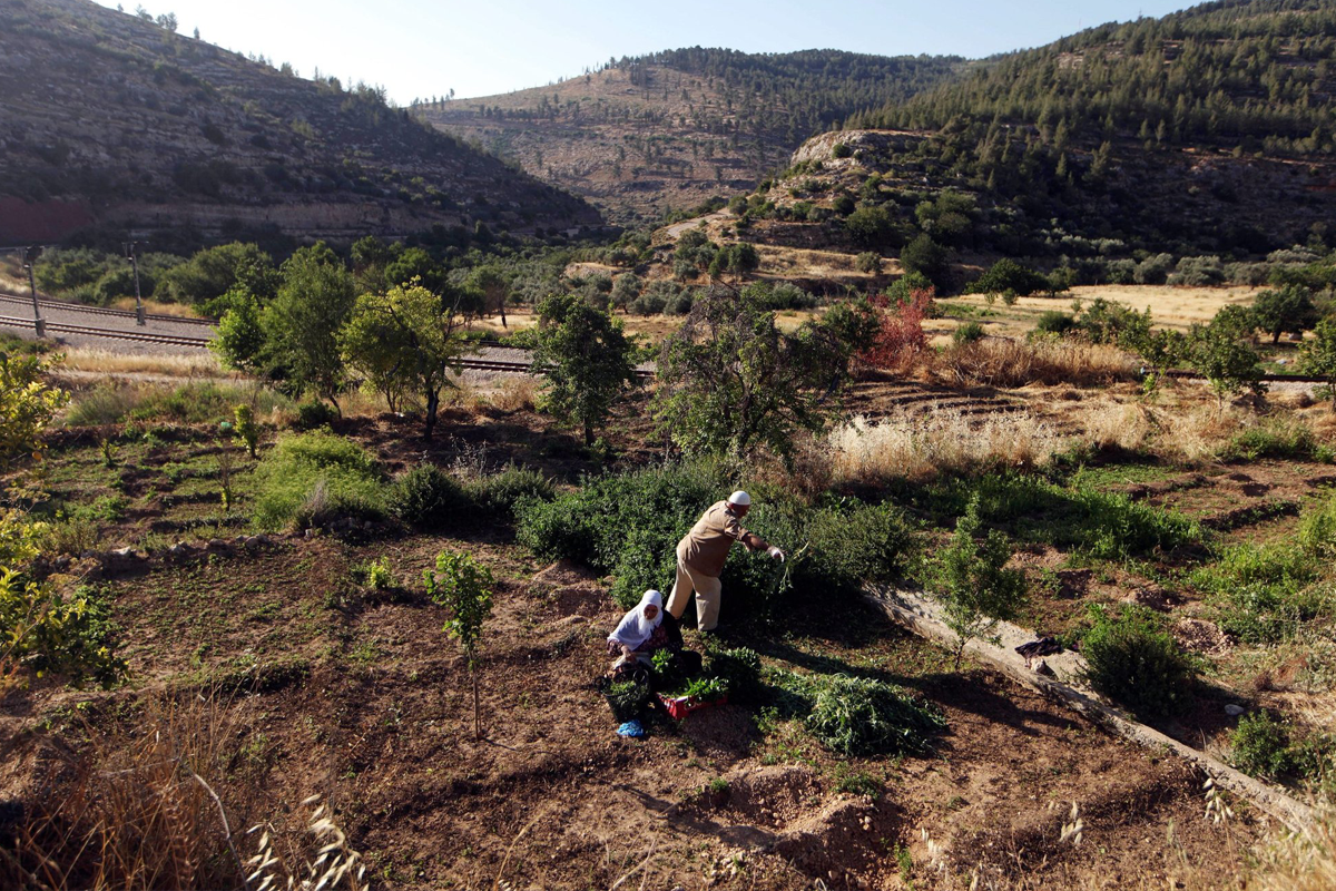 Palestine farm